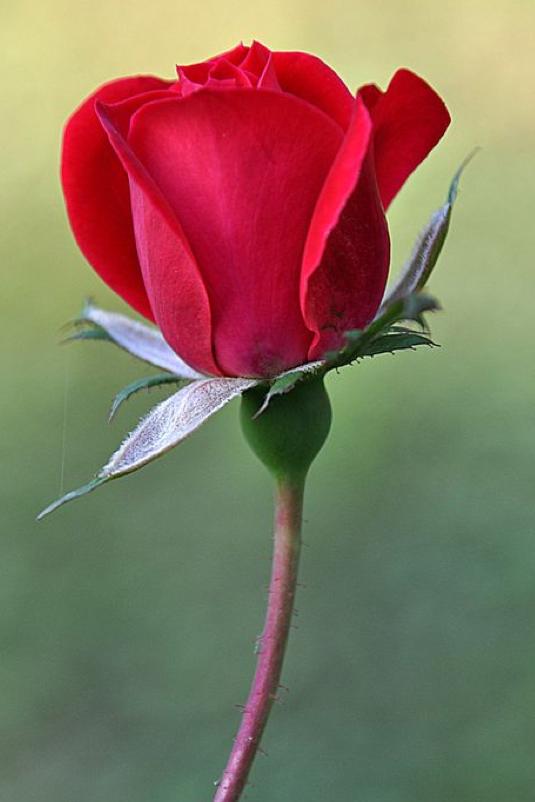 Een roos voor Anja